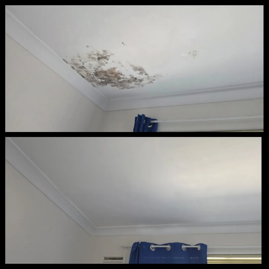 Ceiling mould and water damage repair